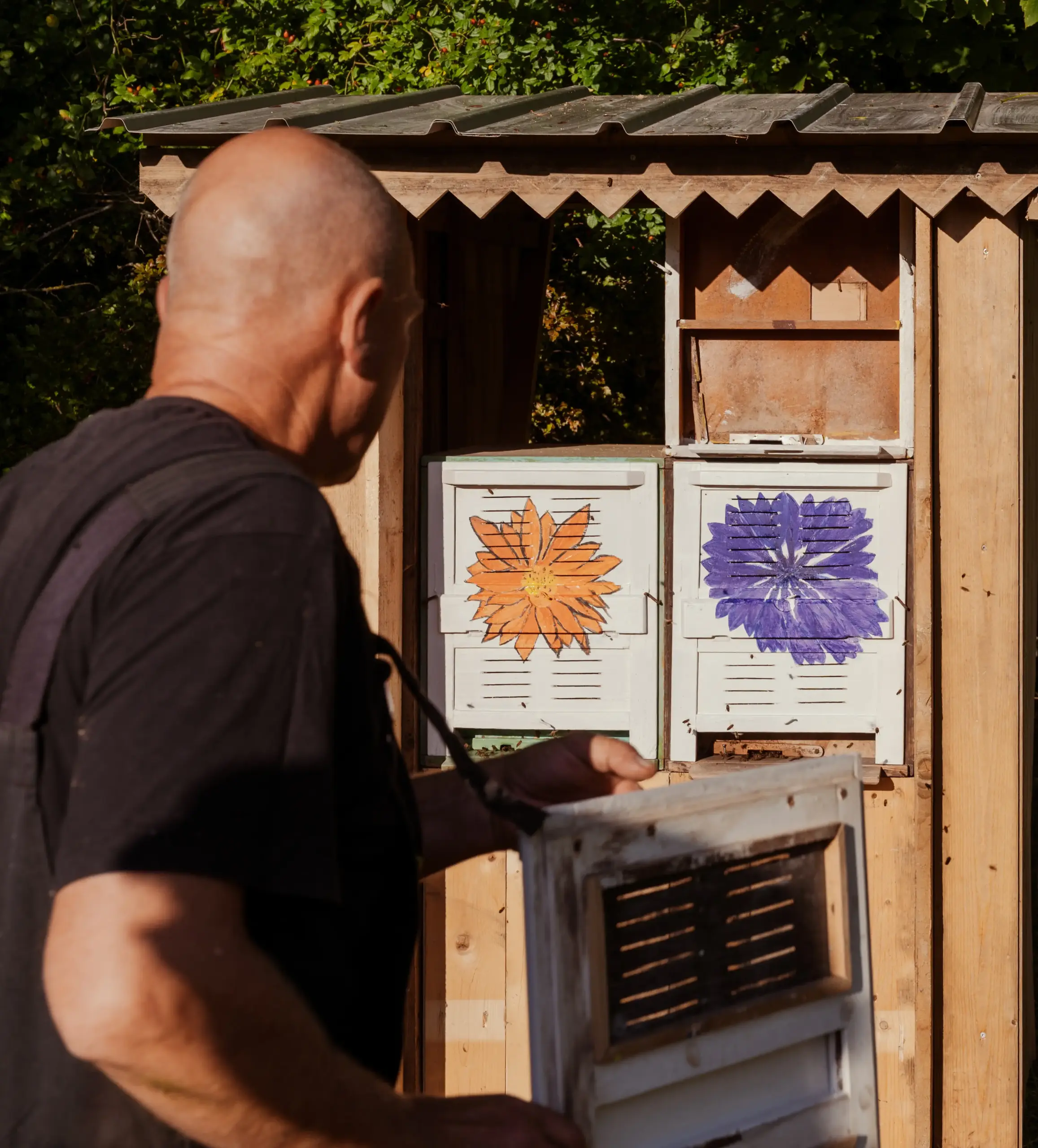 Imker am Lernort Groß Volksitz mit bunt bemalten Bienenkästen auf Rügen